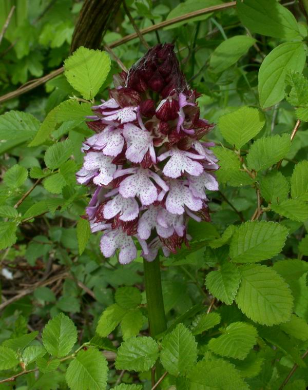 Orchis purpurea - flora Toscana